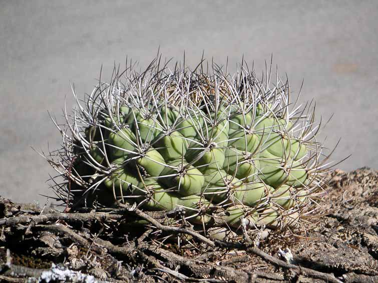 Gymnocalycium pflanzii